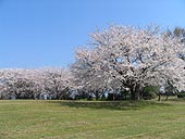 丘にあがって・・・